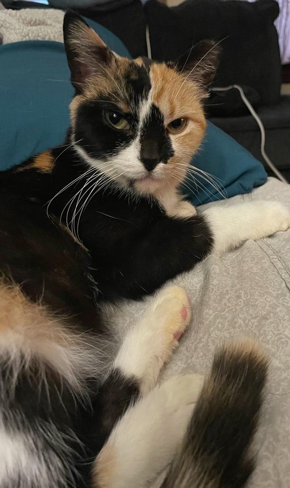 Enlarge Tammy, a Adoptable Domestic Short Hair in Omaha, NE image 3/5