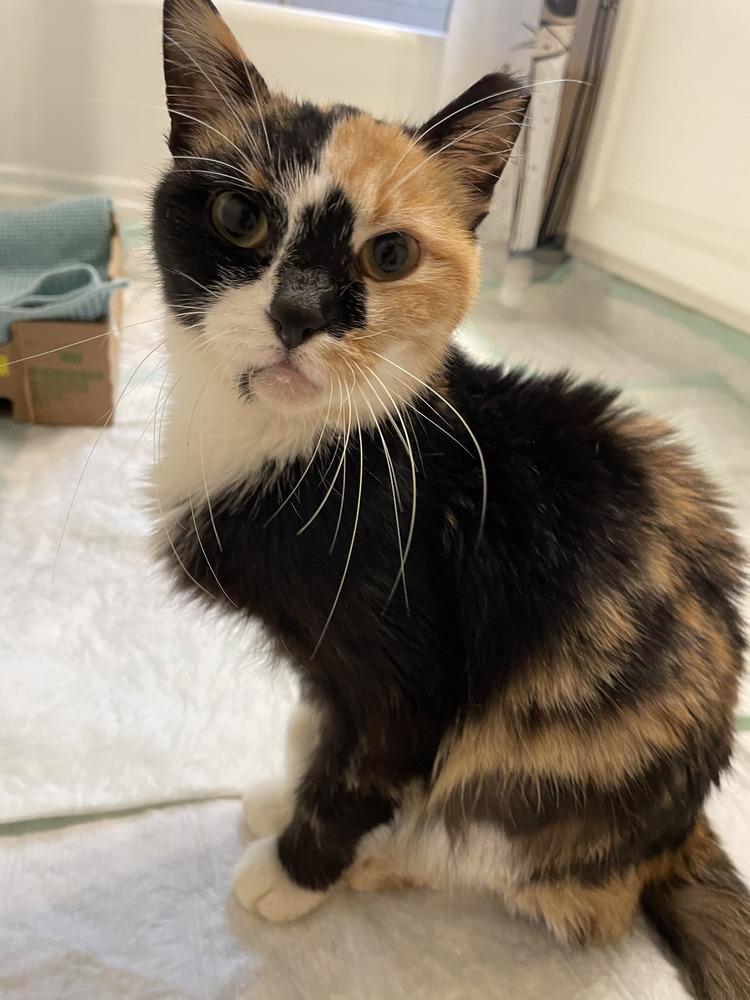 Enlarge Tammy, a Adoptable Domestic Short Hair in Omaha, NE image 4/5