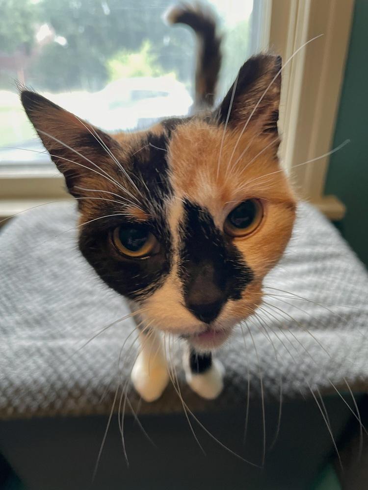 Enlarge Tammy, a Adoptable Domestic Short Hair in Omaha, NE image 5/5
