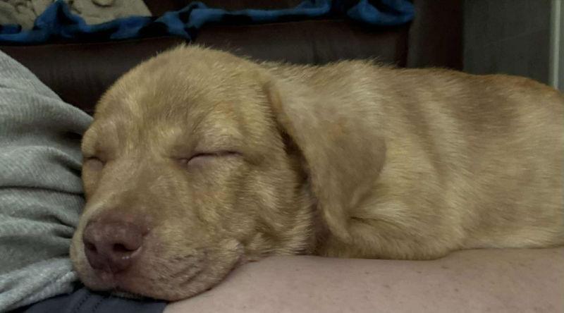 Brutus - HG, Adopted, Puppy Male Plott Hound.