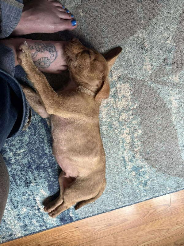 Enlarge Brutus - HG, a Adopted Plott Hound in Wyoming, MI image 2/2