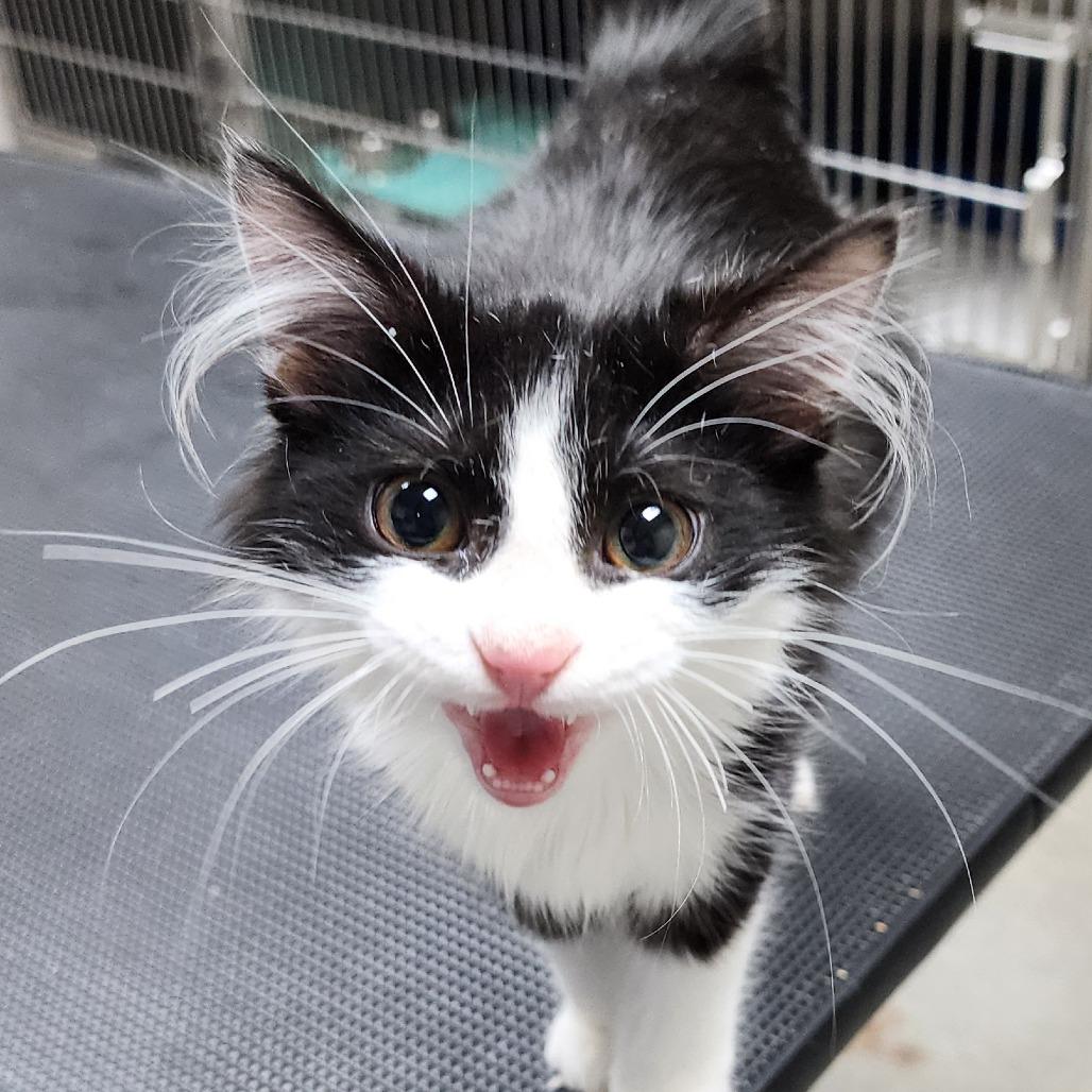 Enlarge JINGLE BELLS, an adopted Domestic Medium Hair in Corydon, IN image 1/1