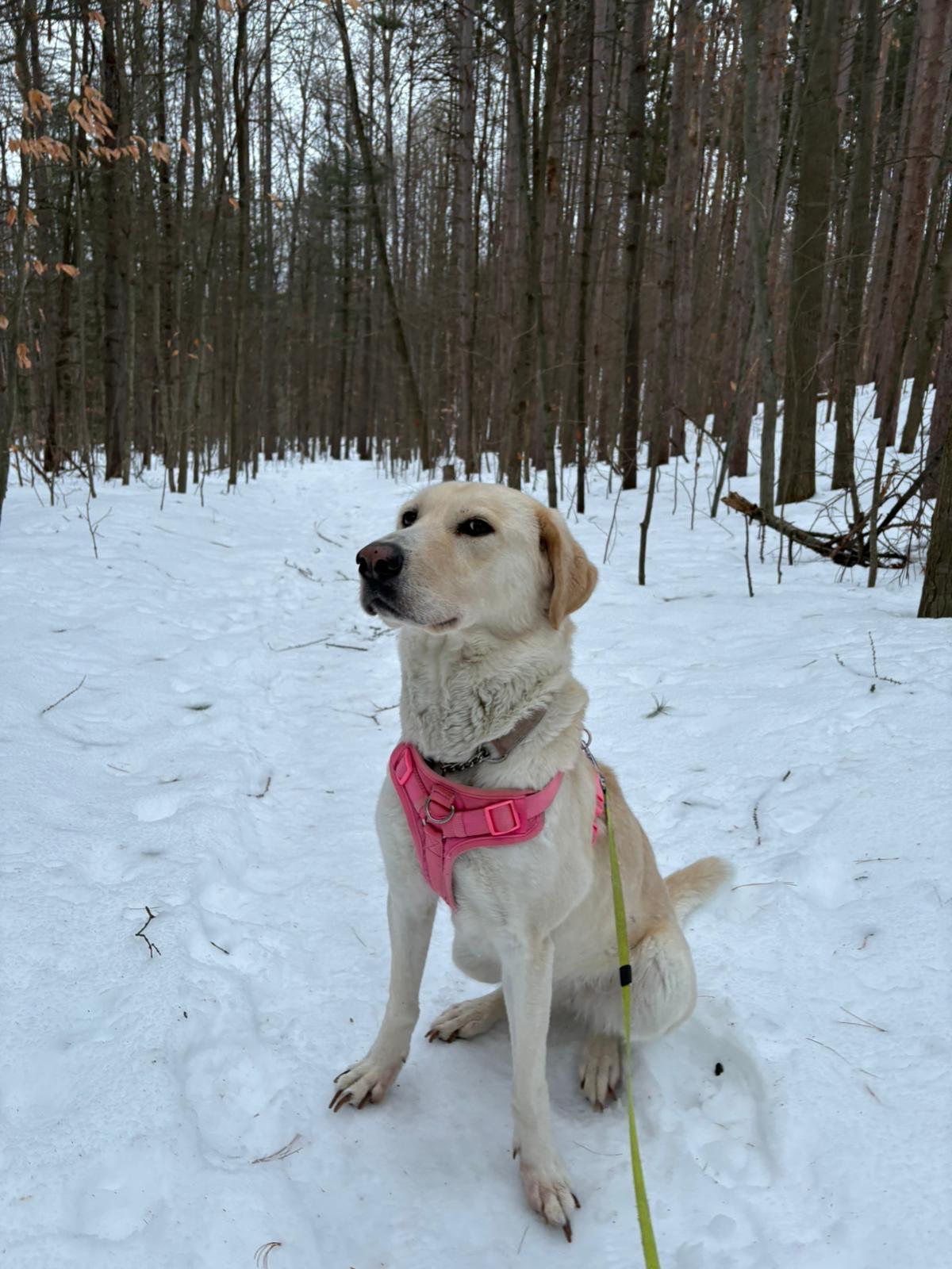 Enlarge Whimsy, a Adoptable mixed breed in Etobicoke, ON image 1/3