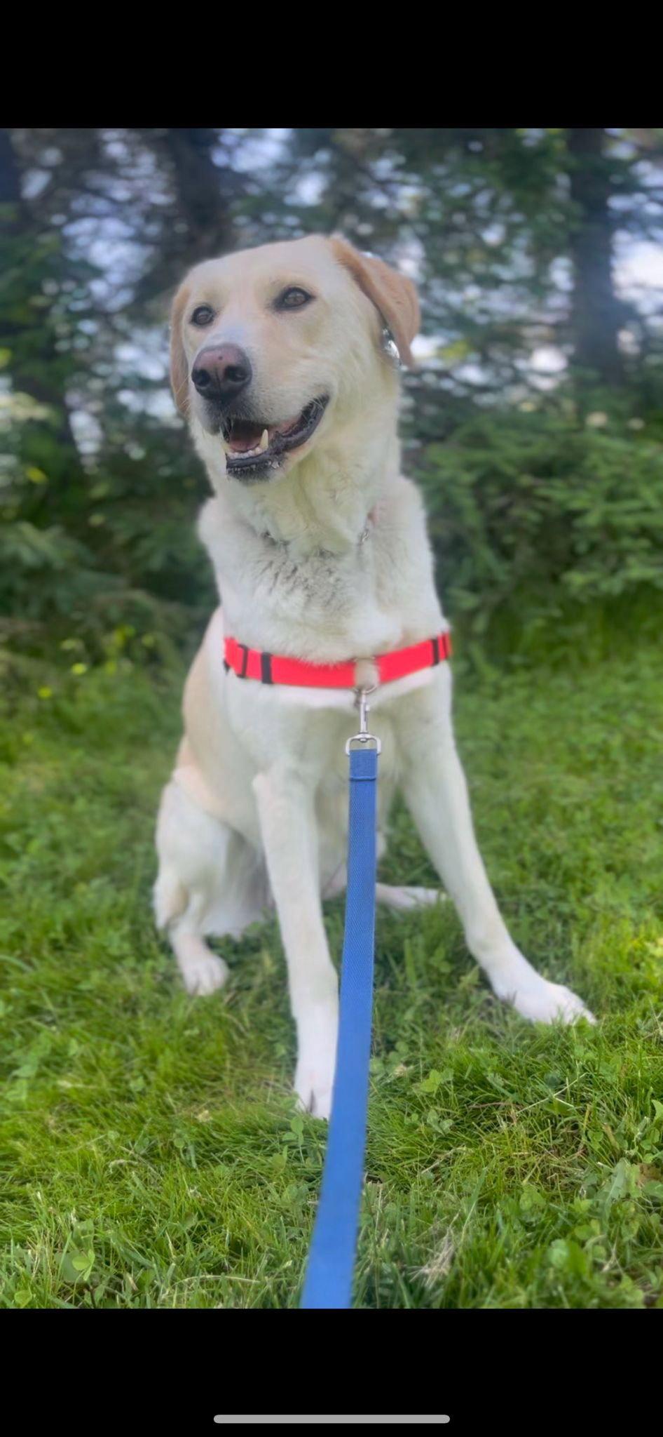 Enlarge Whimsy, a Adoptable mixed breed in Etobicoke, ON image 2/3