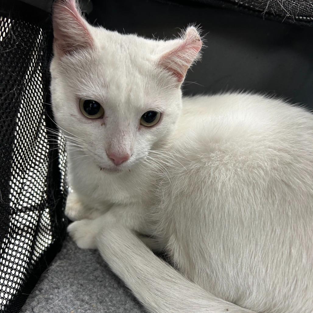 Enlarge Honey, a Adoptable Domestic Short Hair in Novelty, OH image 1/1