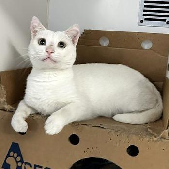 Honey, a Adoptable Domestic Short Hair in Novelty, OH image 2/3