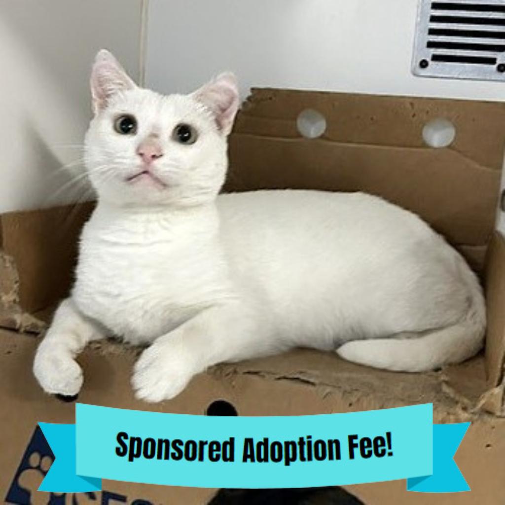 Honey, a Adoptable Domestic Short Hair in Novelty, OH image 3/3