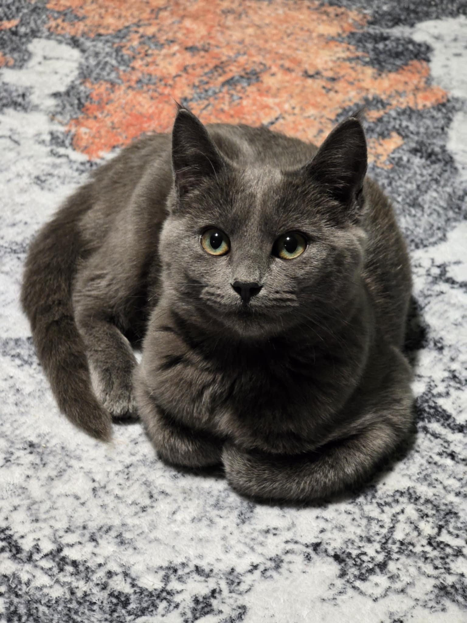 Temple, Adoptable, Young Female Domestic Short Hair & Russian Blue.