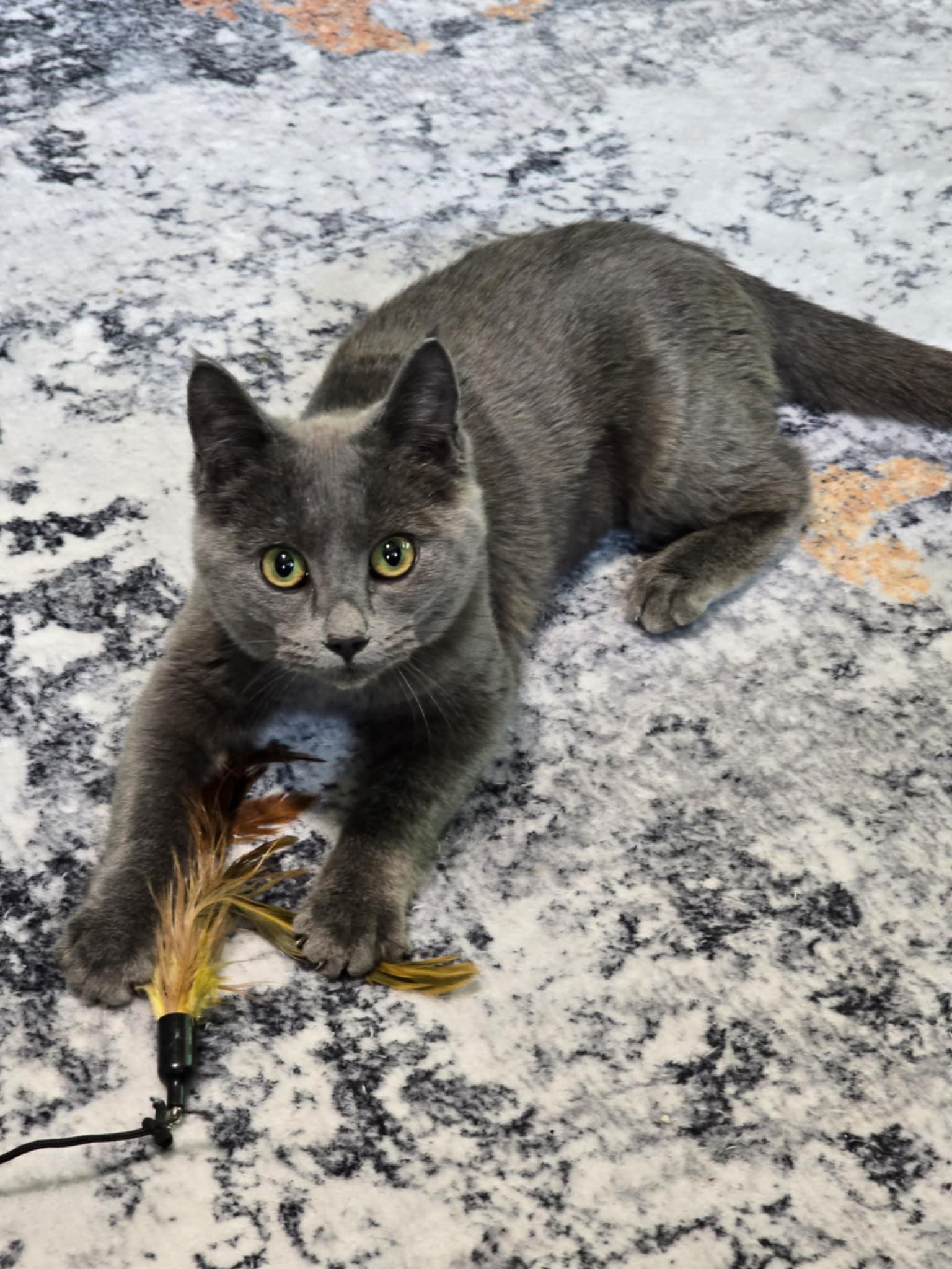 Enlarge Temple, a Adoptable mixed breed in West Richland, WA image 6/6