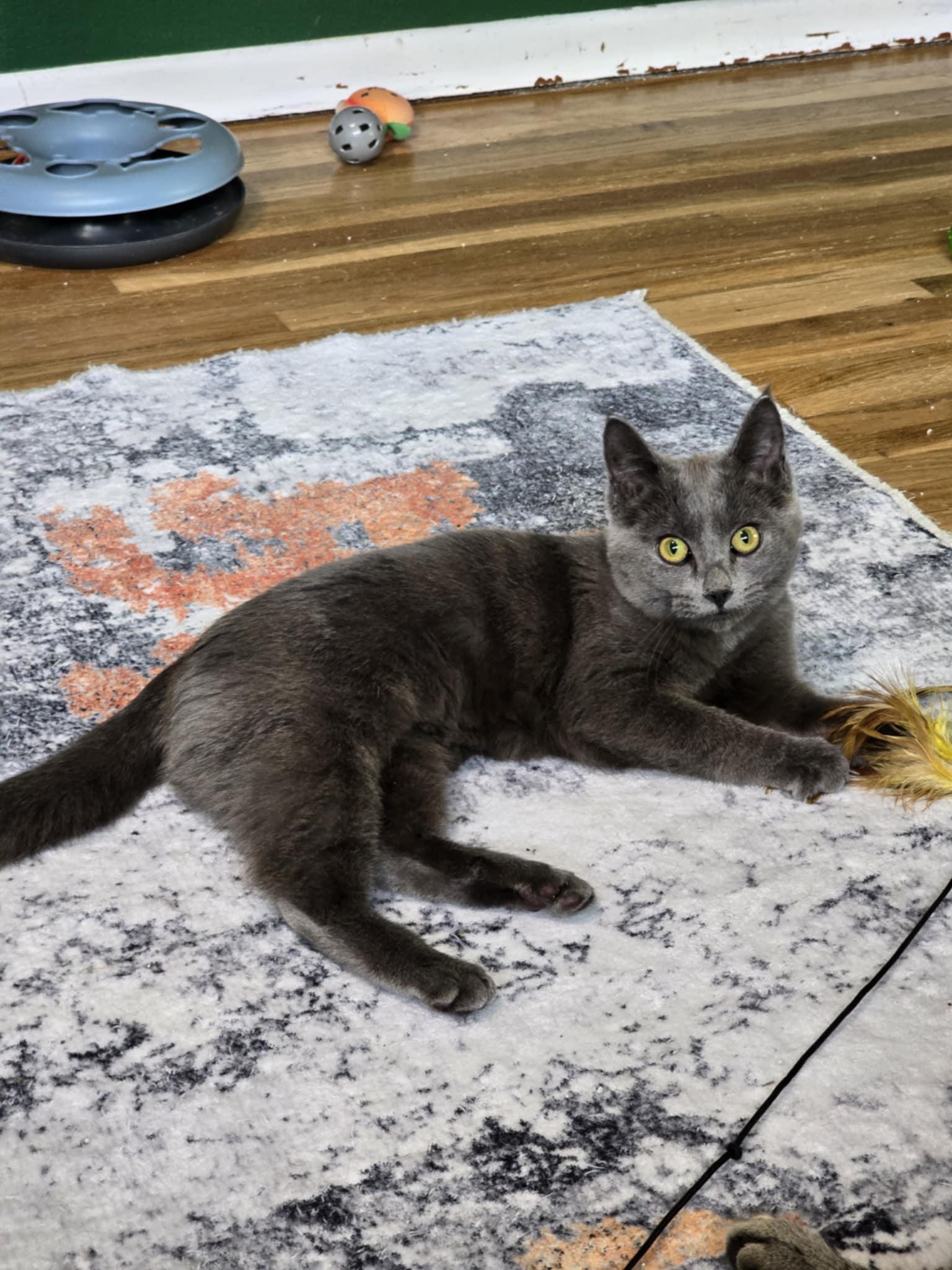 Enlarge Temple, a Adoptable mixed breed in West Richland, WA image 3/6