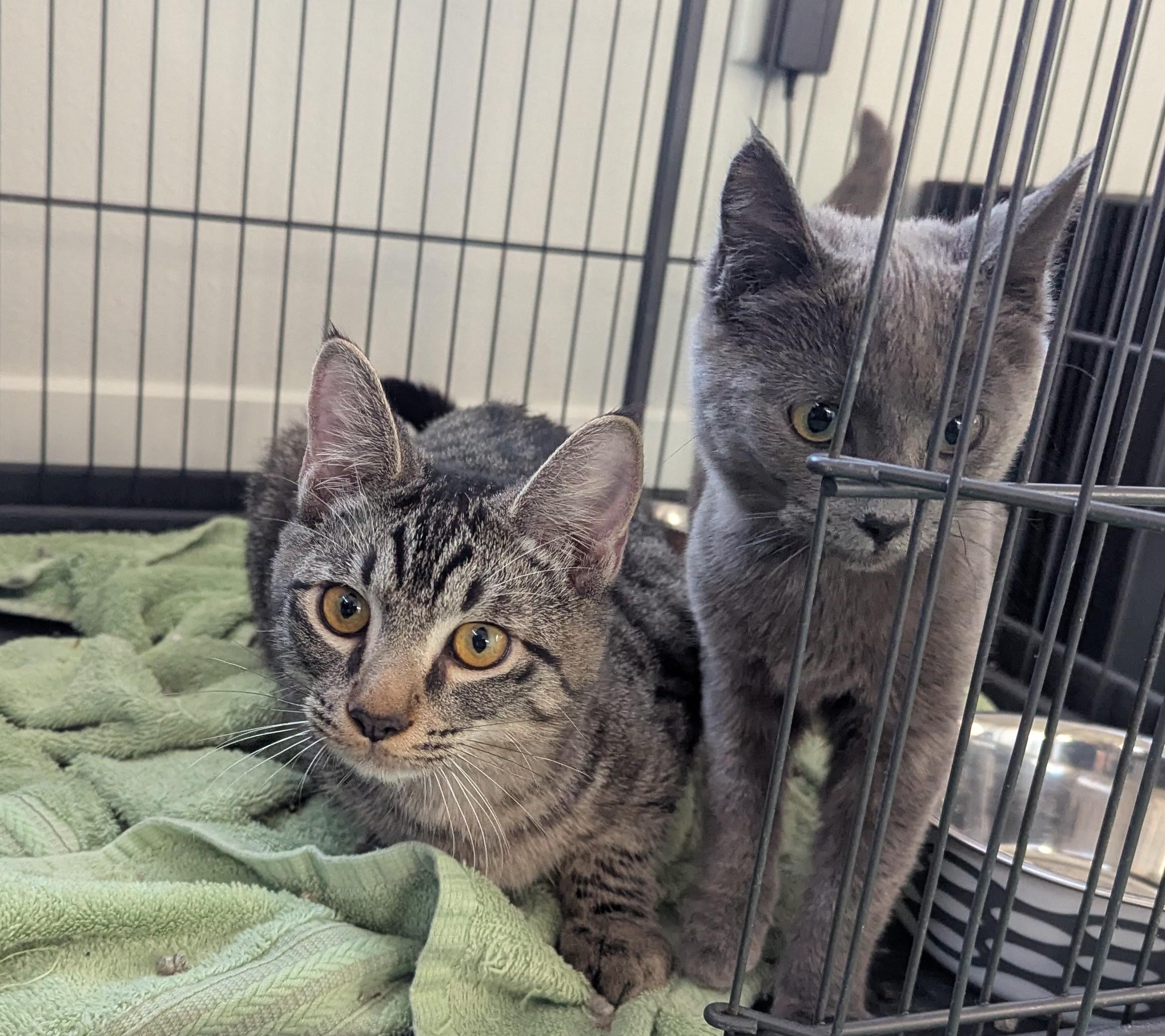 Enlarge Temple, a Adoptable mixed breed in West Richland, WA image 5/6