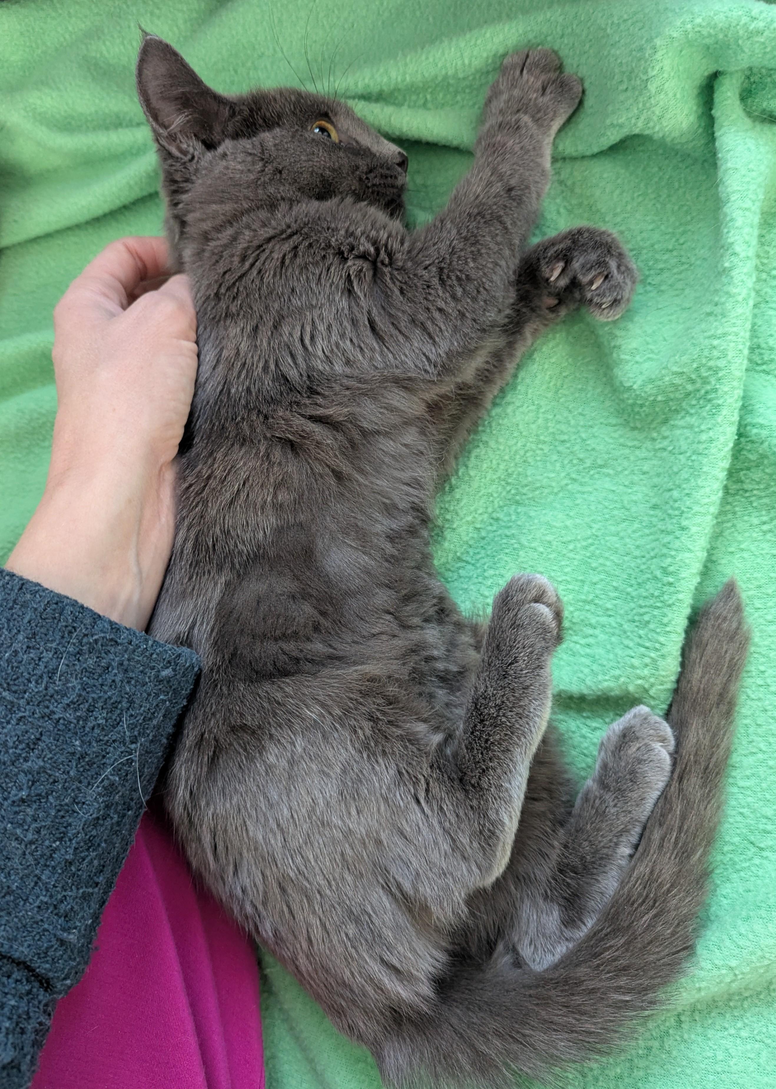 Enlarge Temple, a Adoptable mixed breed in West Richland, WA image 4/6