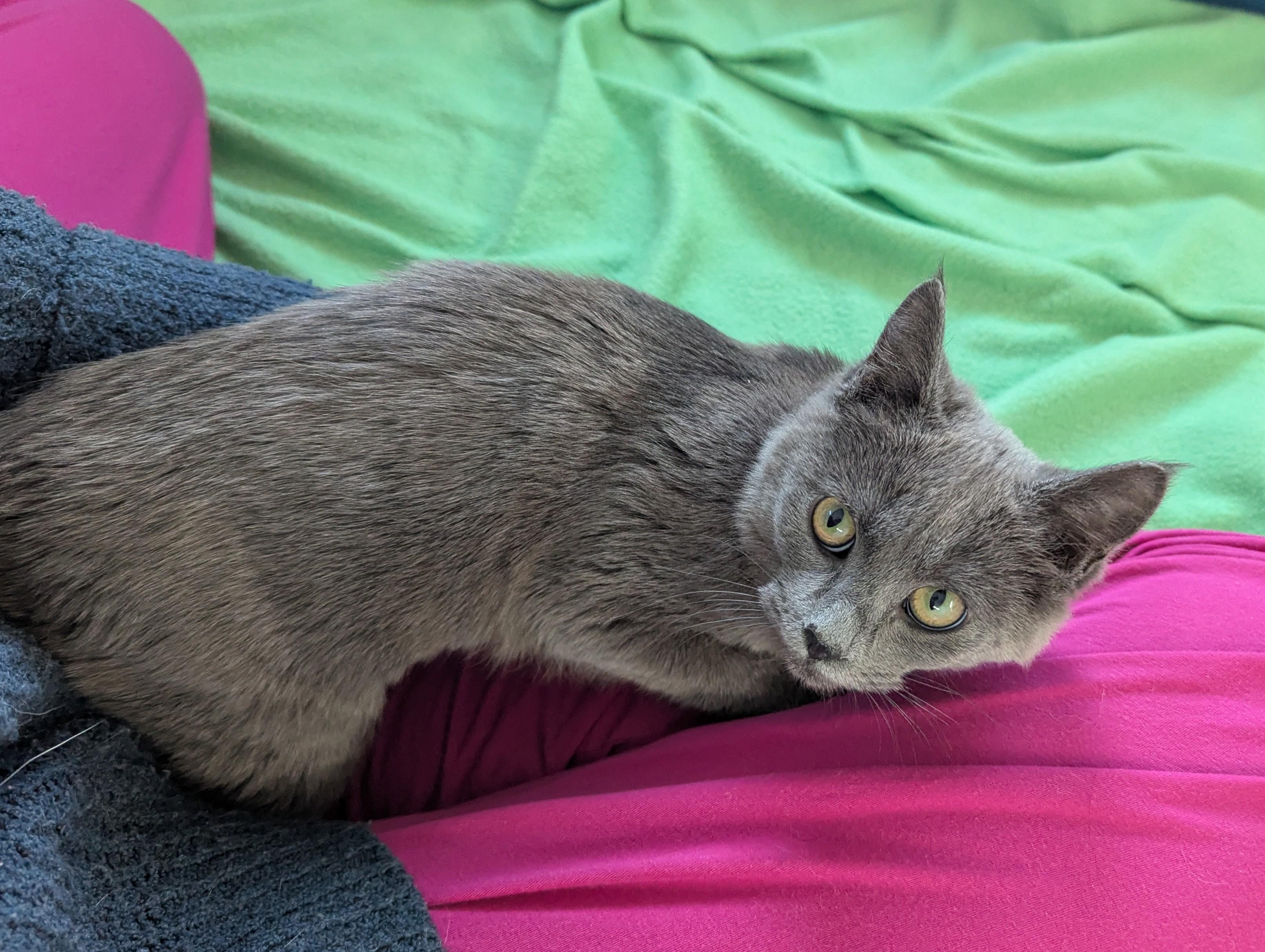 Enlarge Temple, a Adoptable mixed breed in West Richland, WA image 2/6