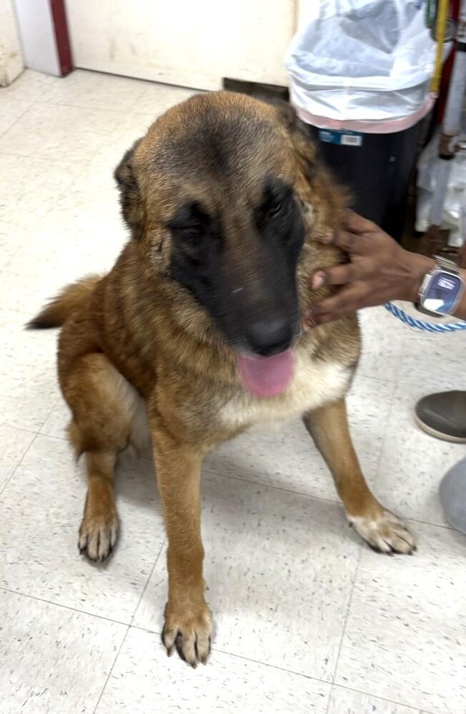 Jeff, Adoptable, Young Male Belgian Shepherd / Malinois.