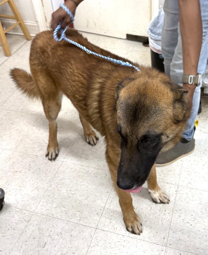 Enlarge Jeff, a Adoptable Belgian Shepherd / Malinois in Dawson, GA image 2/3