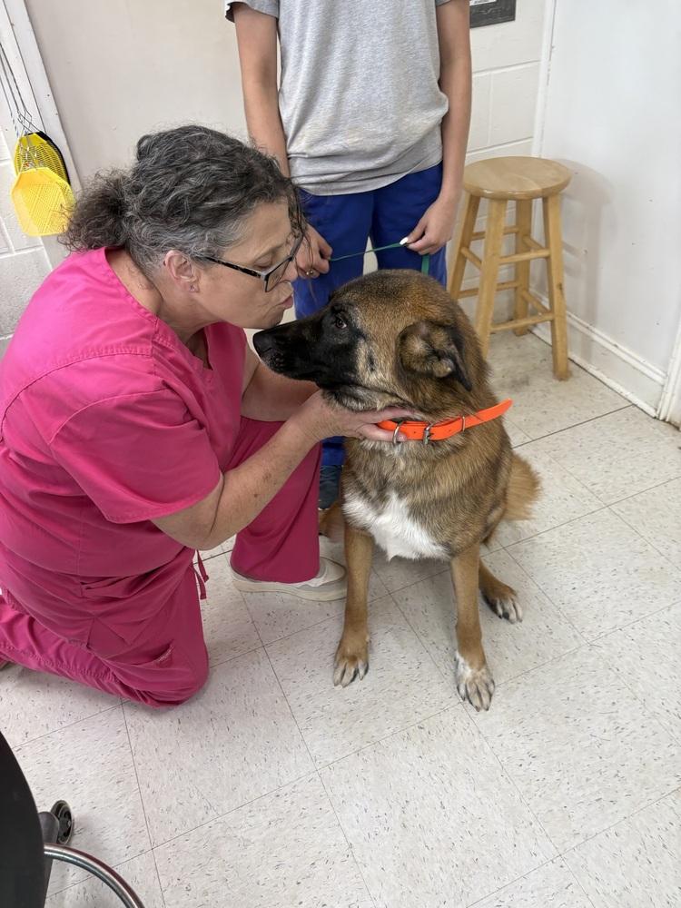 Enlarge Jeff, a Adoptable Belgian Shepherd / Malinois in Dawson, GA image 3/3