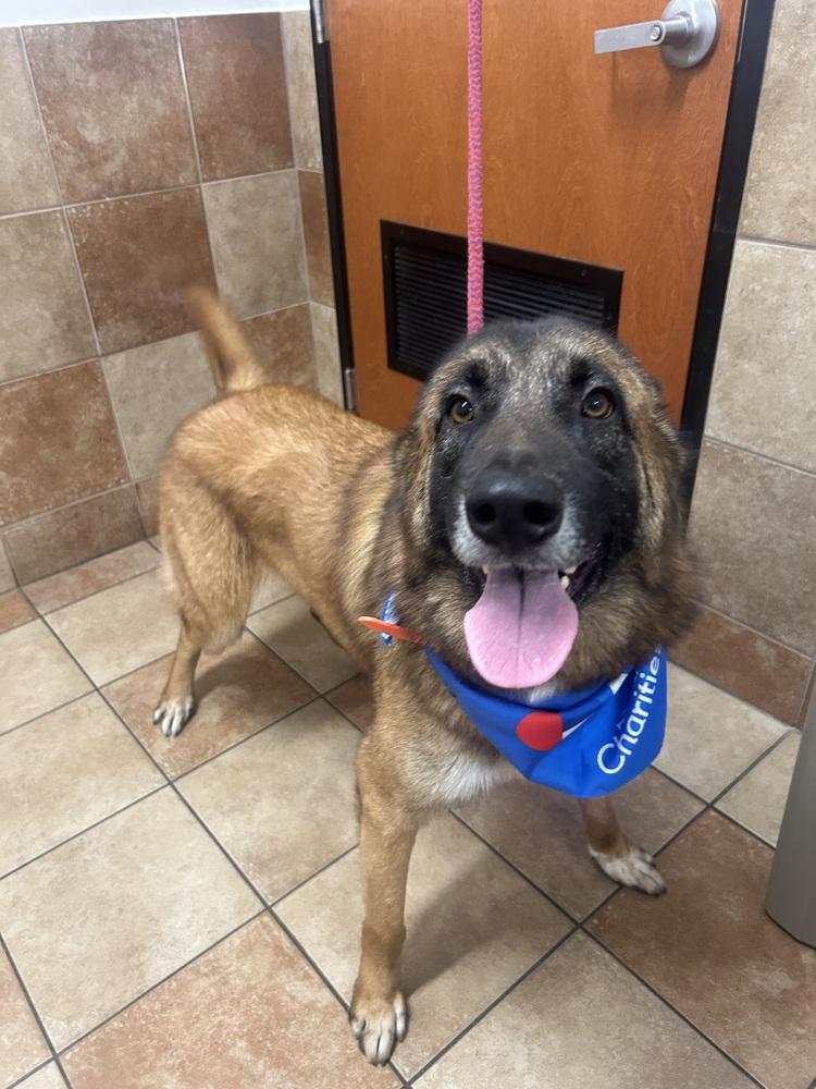 Enlarge Jeff, a Adoptable Belgian Shepherd / Malinois in Dawson, GA image 4/4