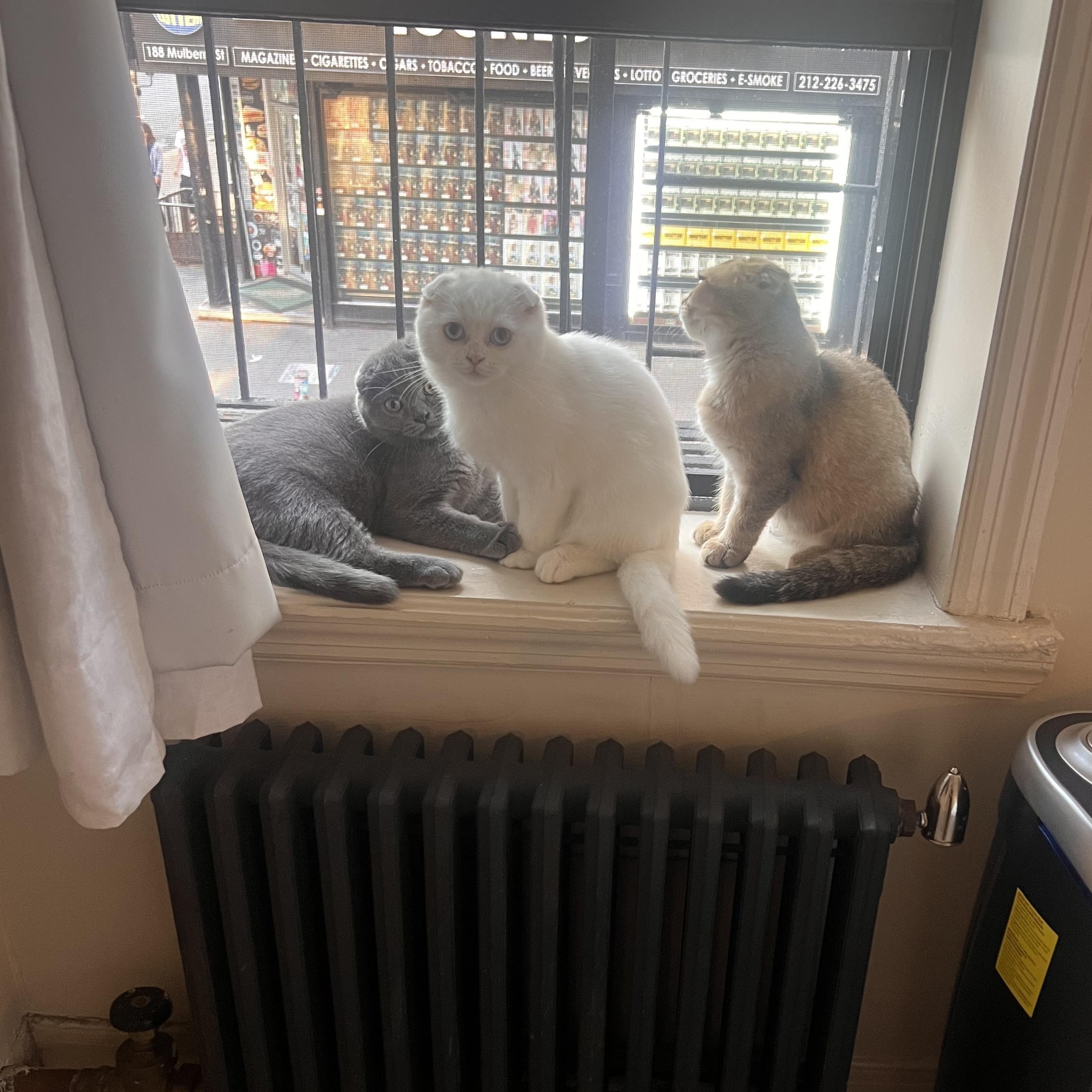 Enlarge Cupid, a Adoptable Scottish Fold in Brooklyn, NY image 5/5