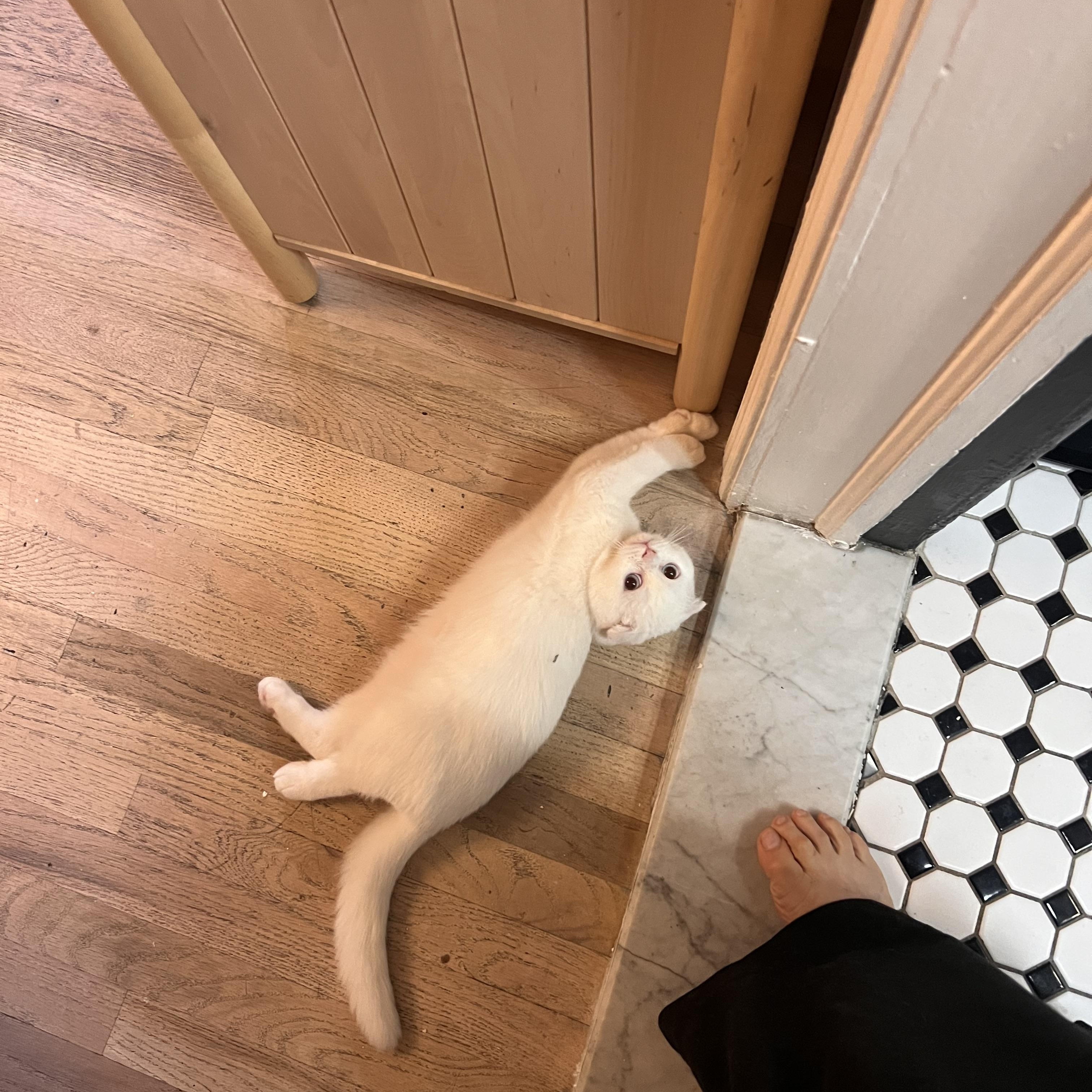 Enlarge Cupid, a Adoptable Scottish Fold in Brooklyn, NY image 2/5
