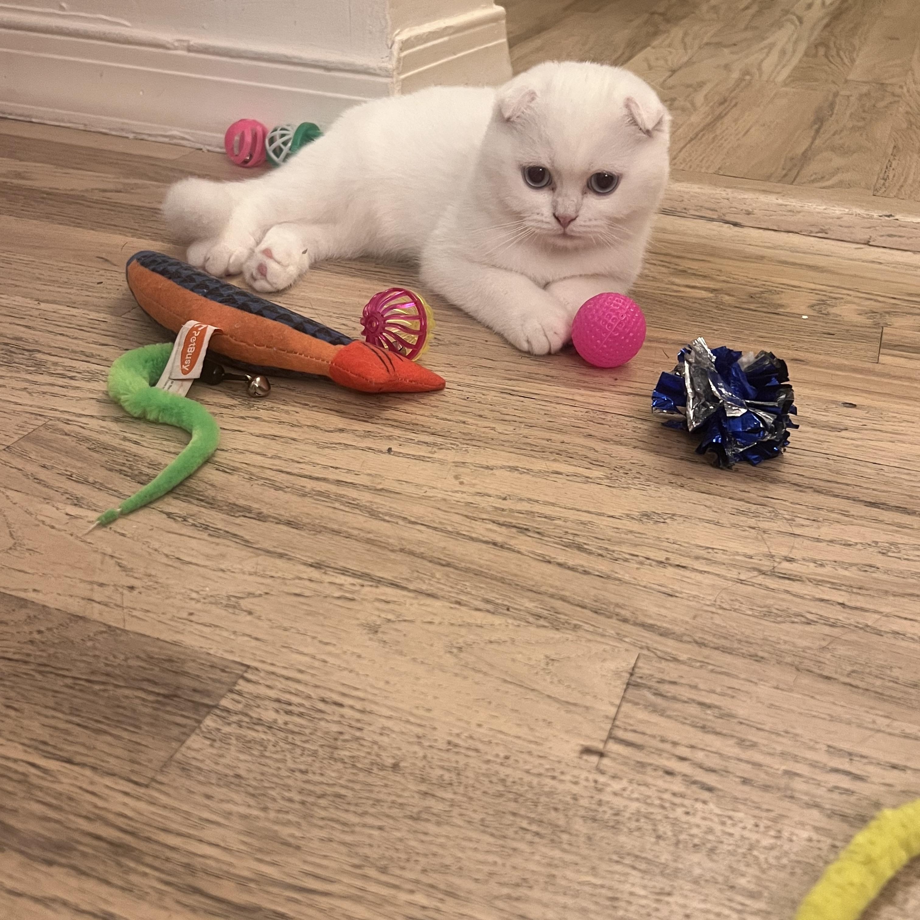 Enlarge Cupid, a Adoptable Scottish Fold in Brooklyn, NY image 4/5