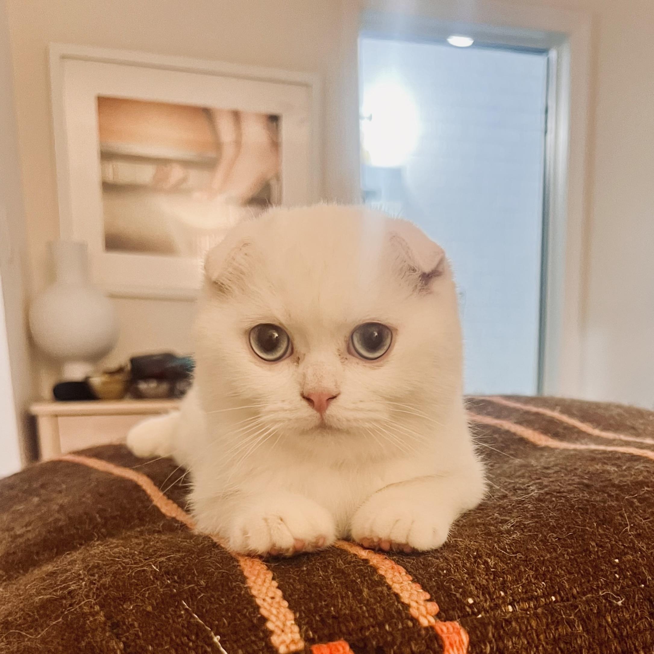 Cupid, Adoptable, Kitten Male Scottish Fold.