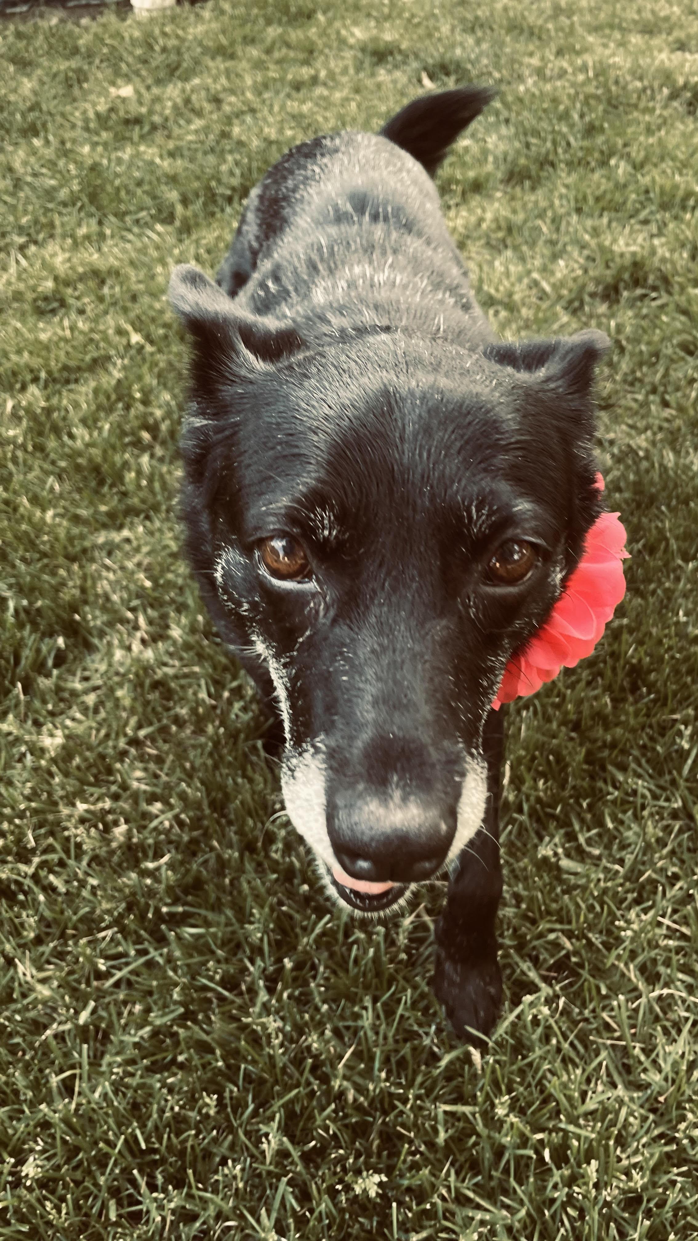 Baby, an adoptable mixed breed in Palatine, IL image 6/6