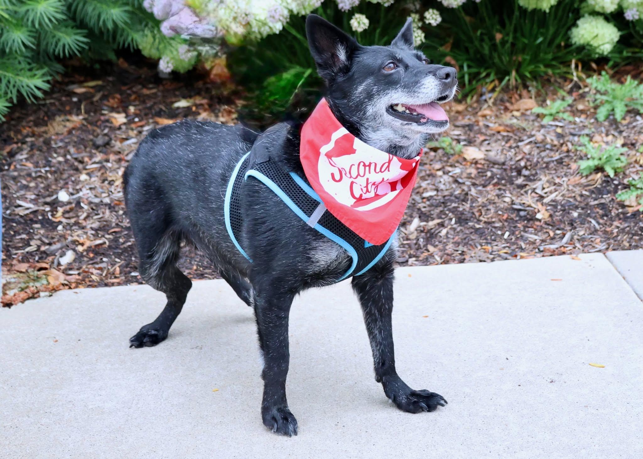 Enlarge Baby, an adoptable mixed breed in Palatine, IL image 5/6