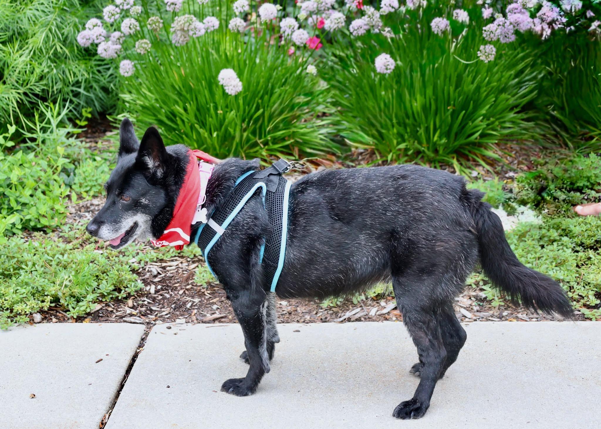 Baby, an adoptable mixed breed in Palatine, IL image 5/6
