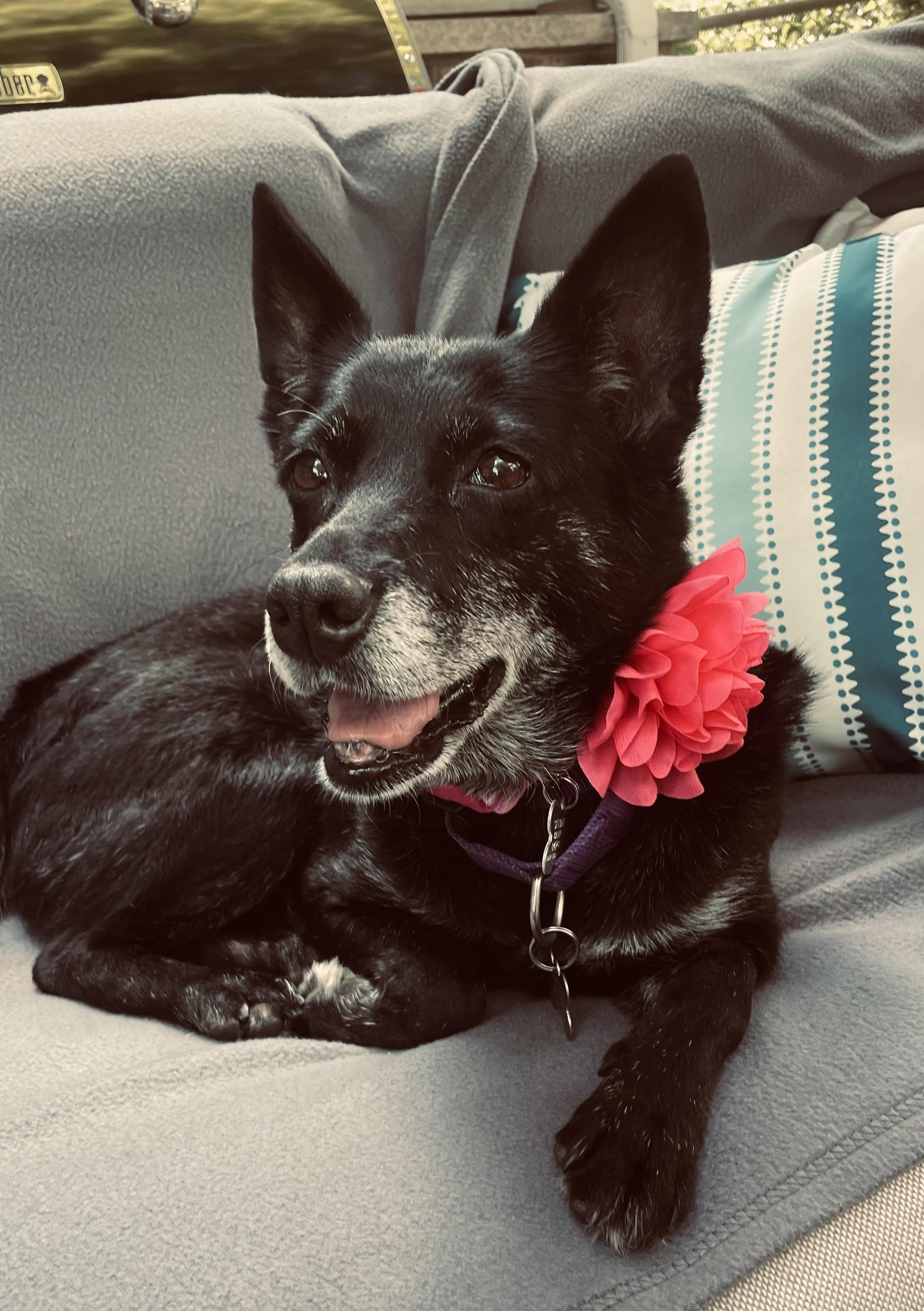 Baby, an adoptable mixed breed in Palatine, IL image 5/6