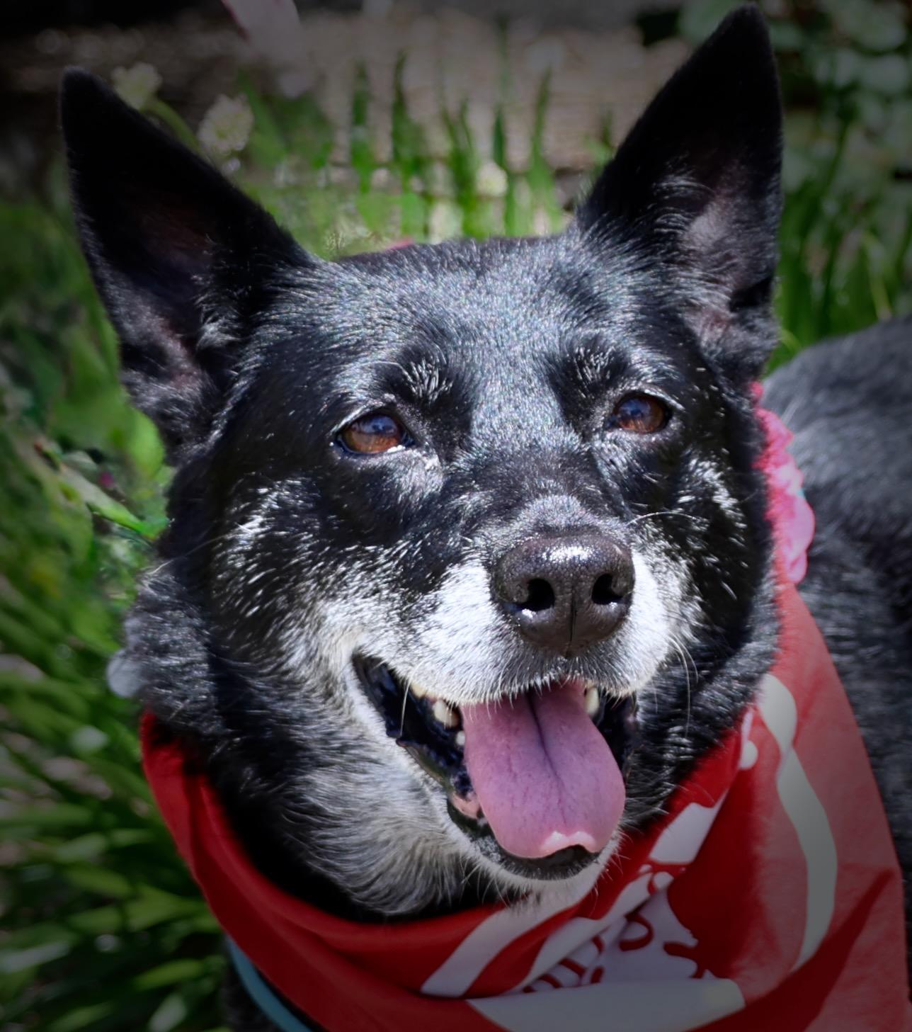 Baby, an adoptable mixed breed in Palatine, IL image 4/6