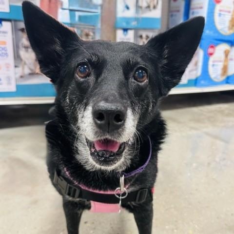 Enlarge Baby, a Adoptable mixed breed in Palatine, IL image 5/6