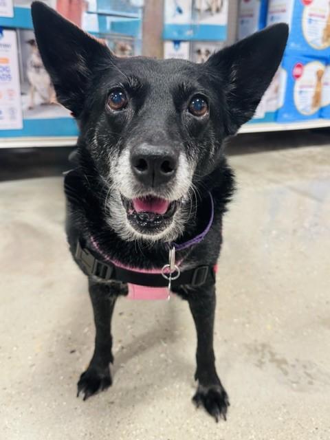 Enlarge Baby, a Adoptable mixed breed in Palatine, IL image 6/6