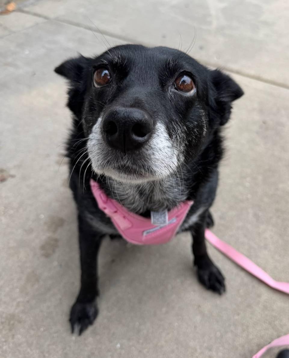 Enlarge Baby, a Adoptable mixed breed in Palatine, IL image 6/6
