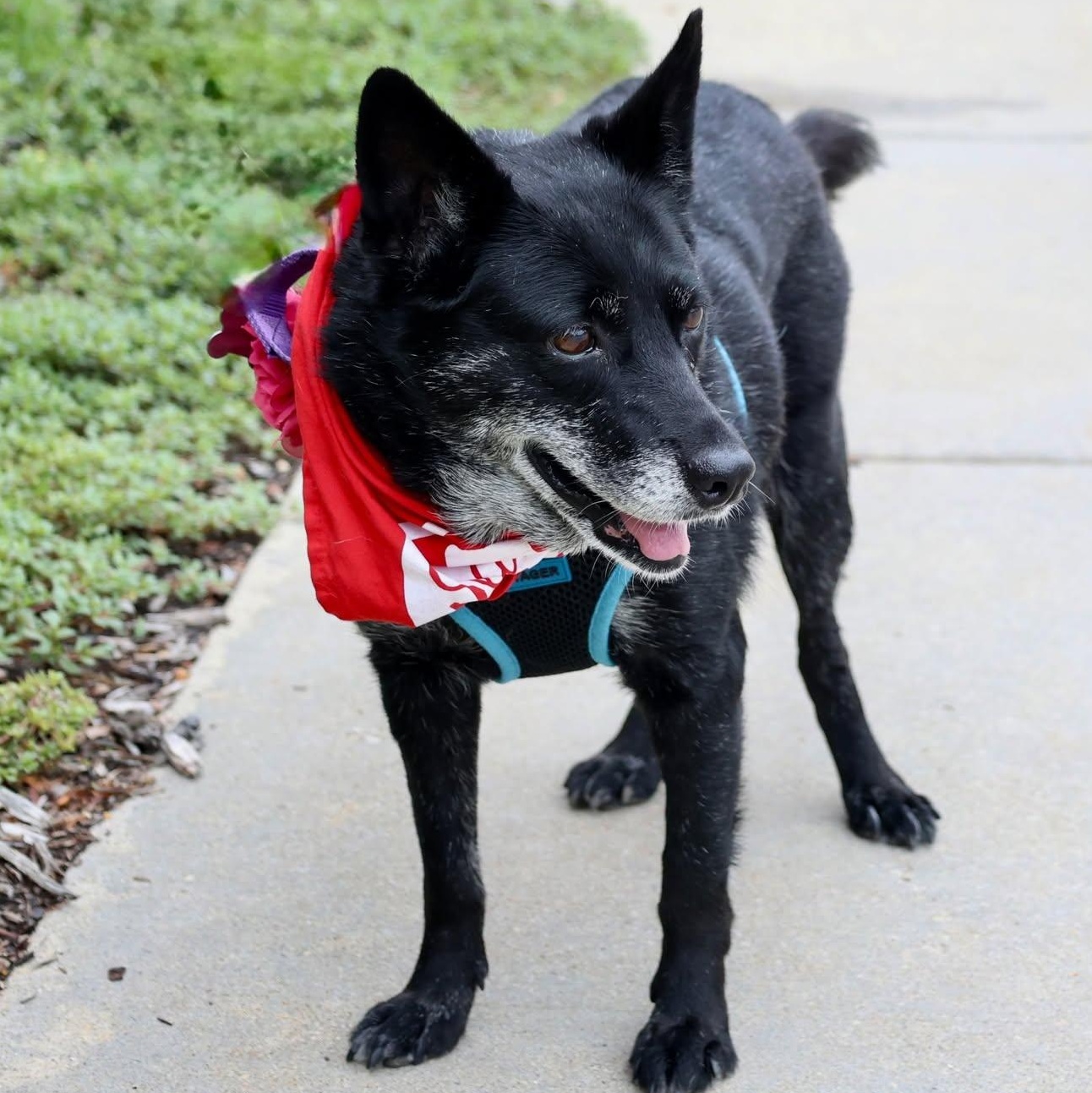 Enlarge Baby, a Adoptable mixed breed in Palatine, IL image 3/6