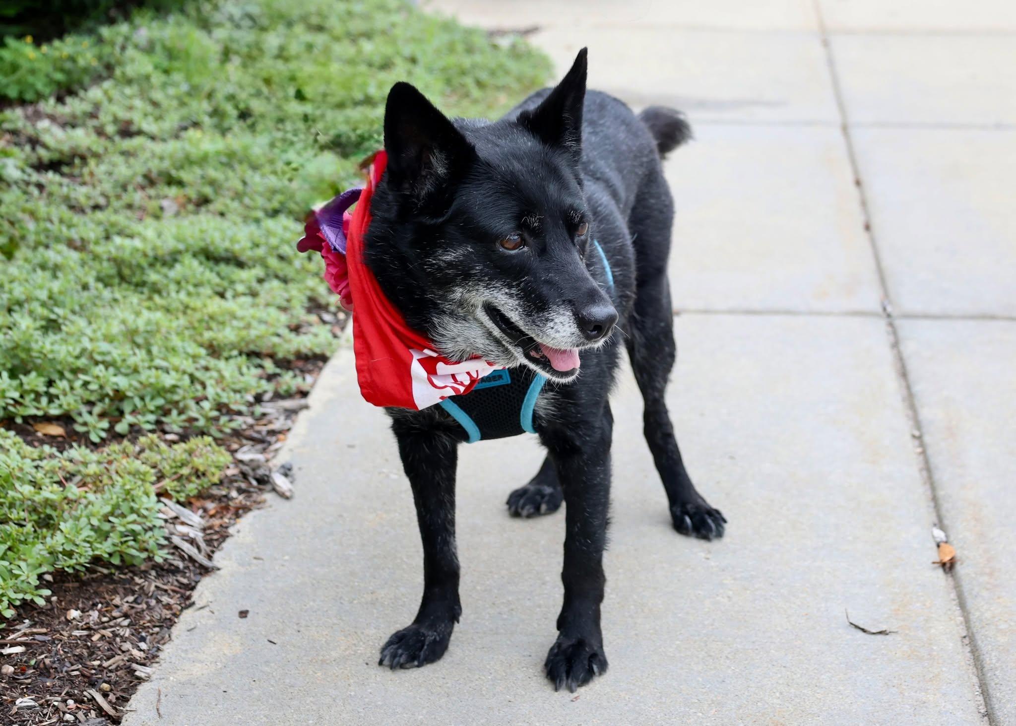 Baby, an adoptable mixed breed in Palatine, IL image 6/6