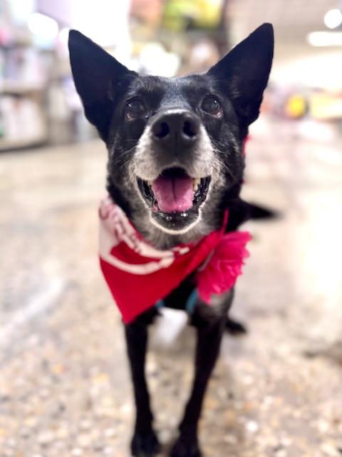 Baby, an adoptable mixed breed in Palatine, IL image 2/6