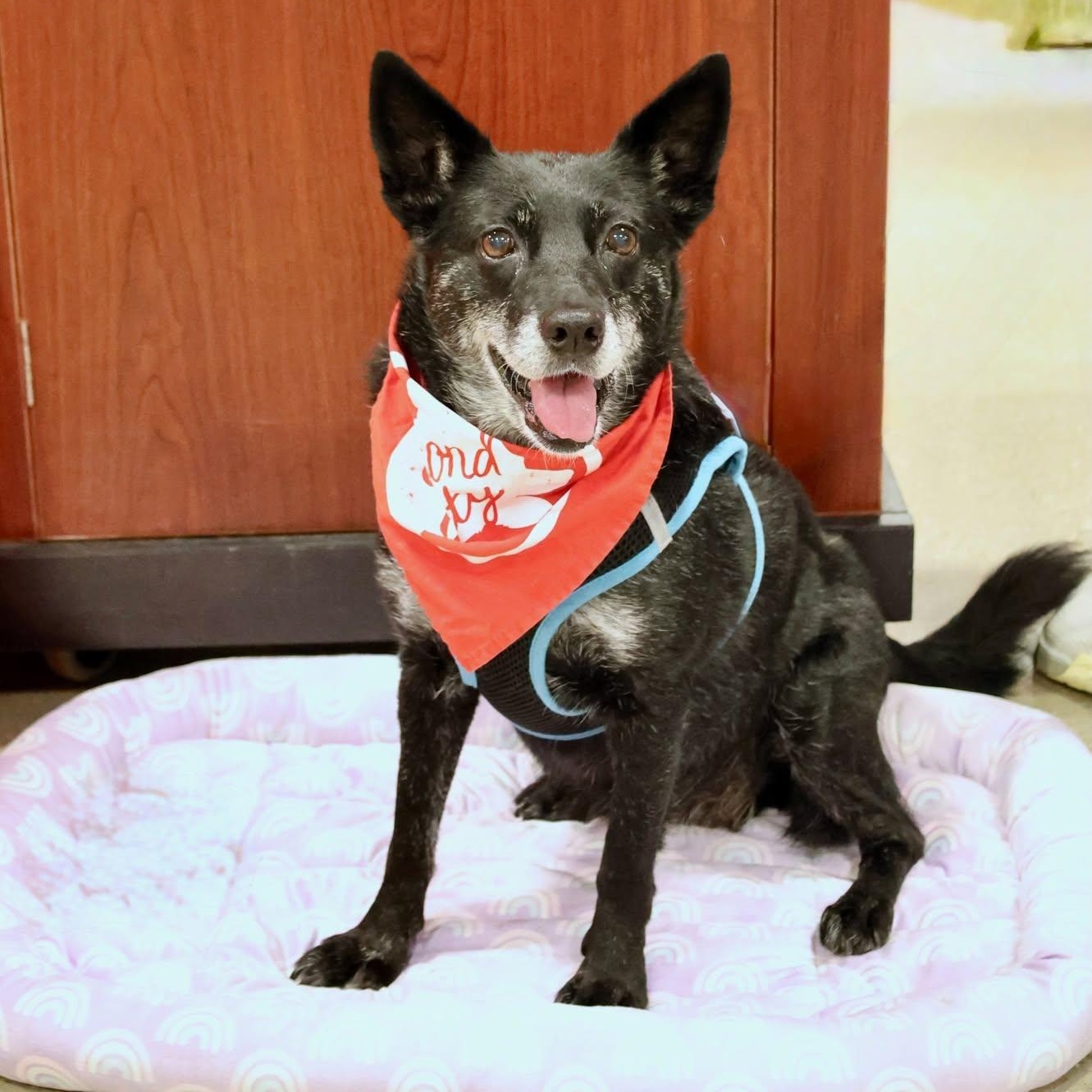 Enlarge Baby, a Adoptable mixed breed in Palatine, IL image 4/6