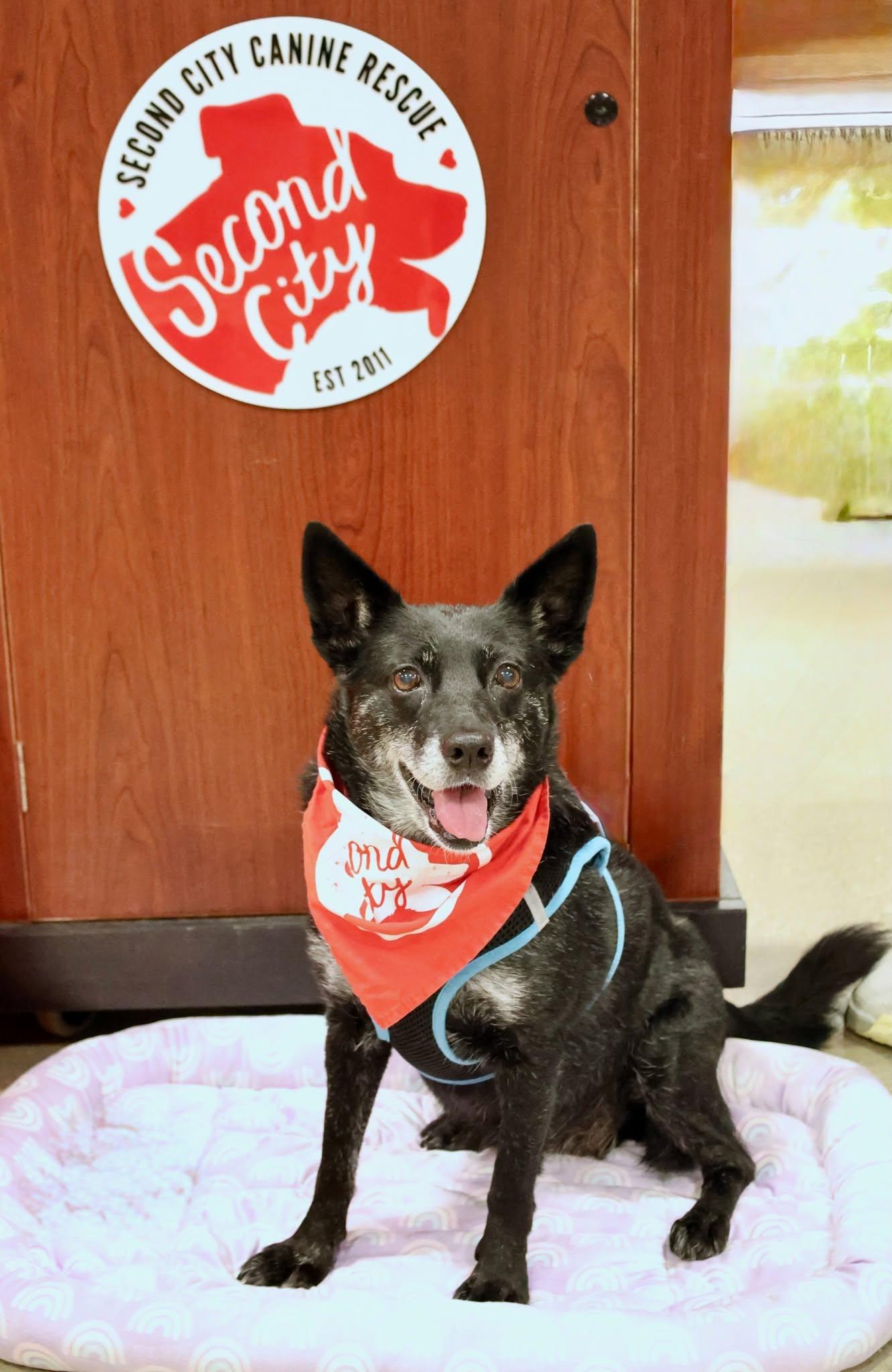 Enlarge Baby, an adoptable mixed breed in Palatine, IL image 6/6