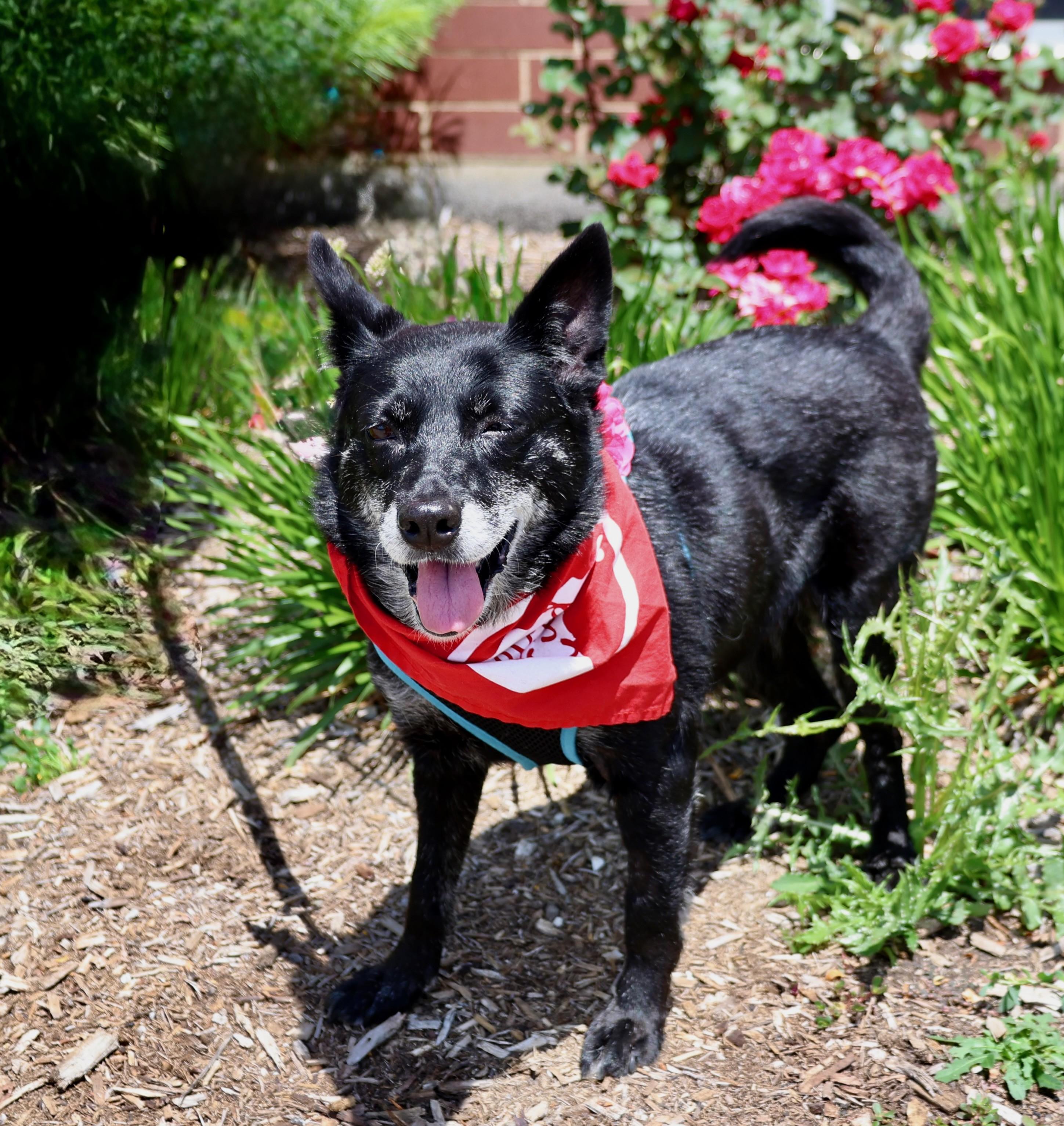 Baby, an adoptable mixed breed in Palatine, IL image 3/6