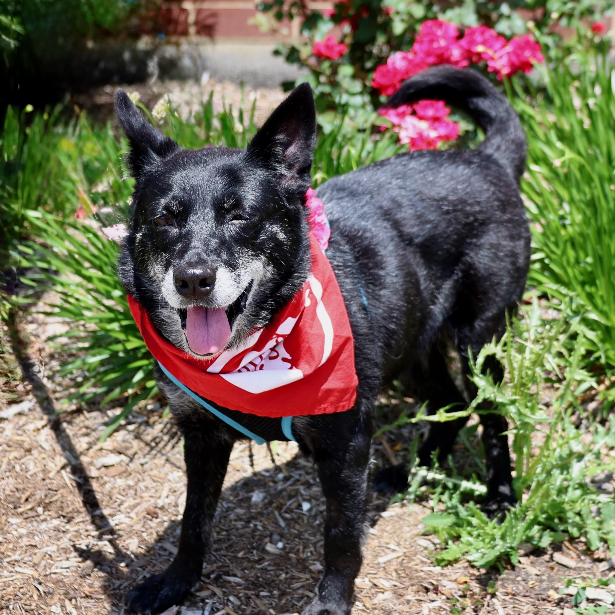 Enlarge Baby, a Adoptable mixed breed in Palatine, IL image 2/6