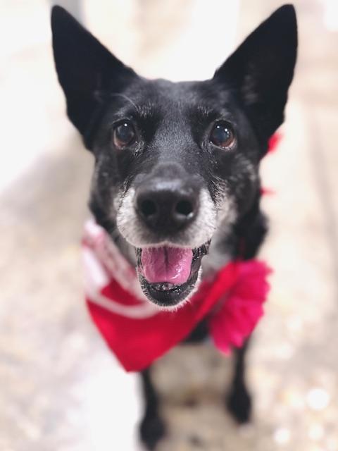 Baby, adoptable, Senior Female Shepherd & Mixed Breed.