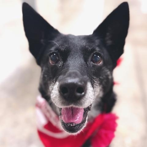 Enlarge Baby, a Adoptable mixed breed in Palatine, IL image 1/6