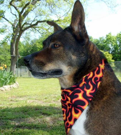 Enlarge Dusty, a Adoptable mixed breed in Tyler, TX image 3/3