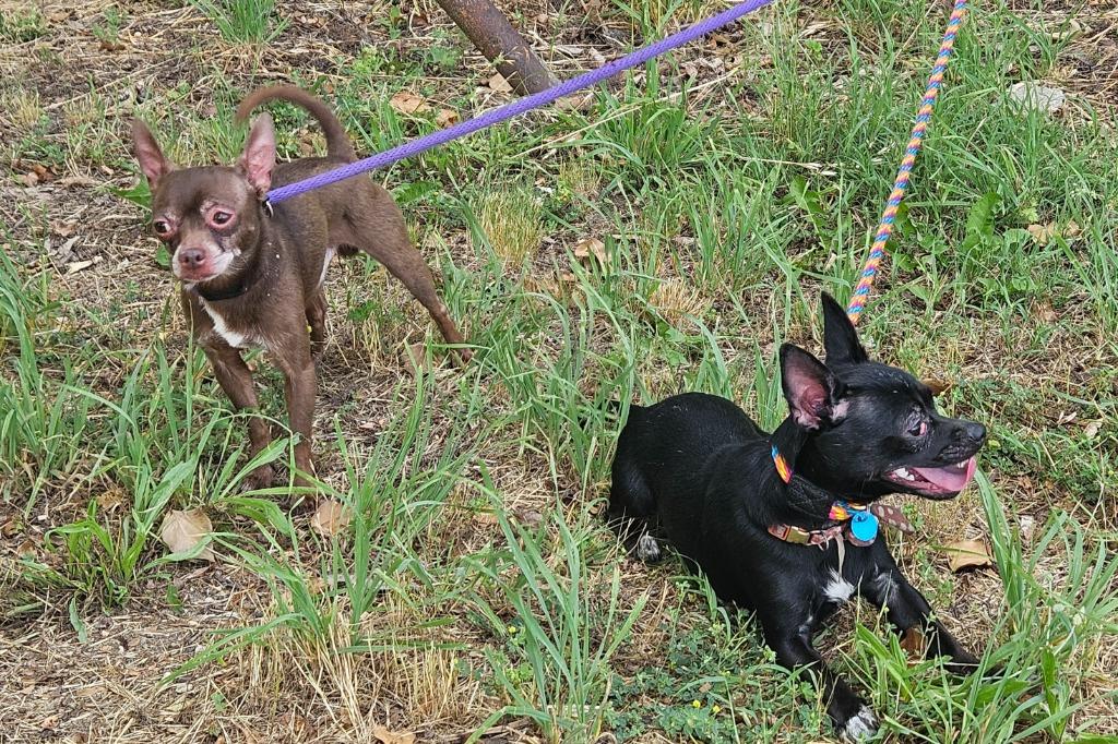 Brownie, Adopted, Adult Male Chihuahua.