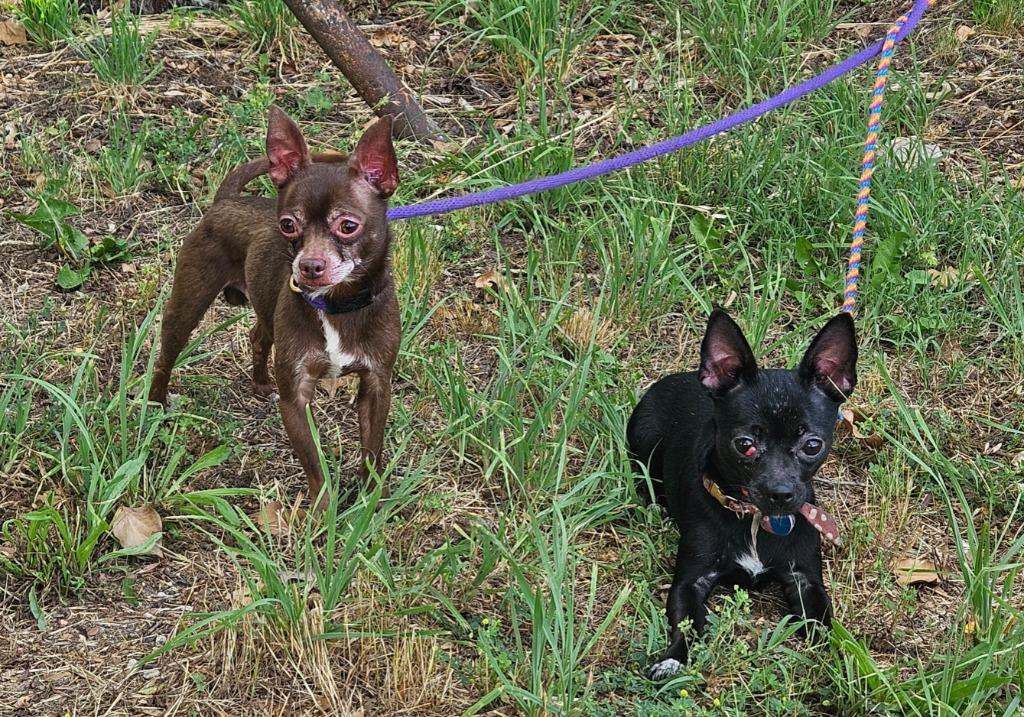 Enlarge Brownie, a Adopted Chihuahua in Vineland, NJ image 2/2