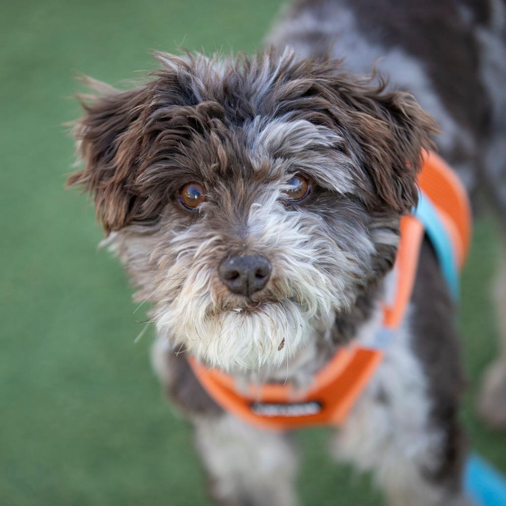 Gus (JN25-410), Adoptable, Senior Male Schnauzer.