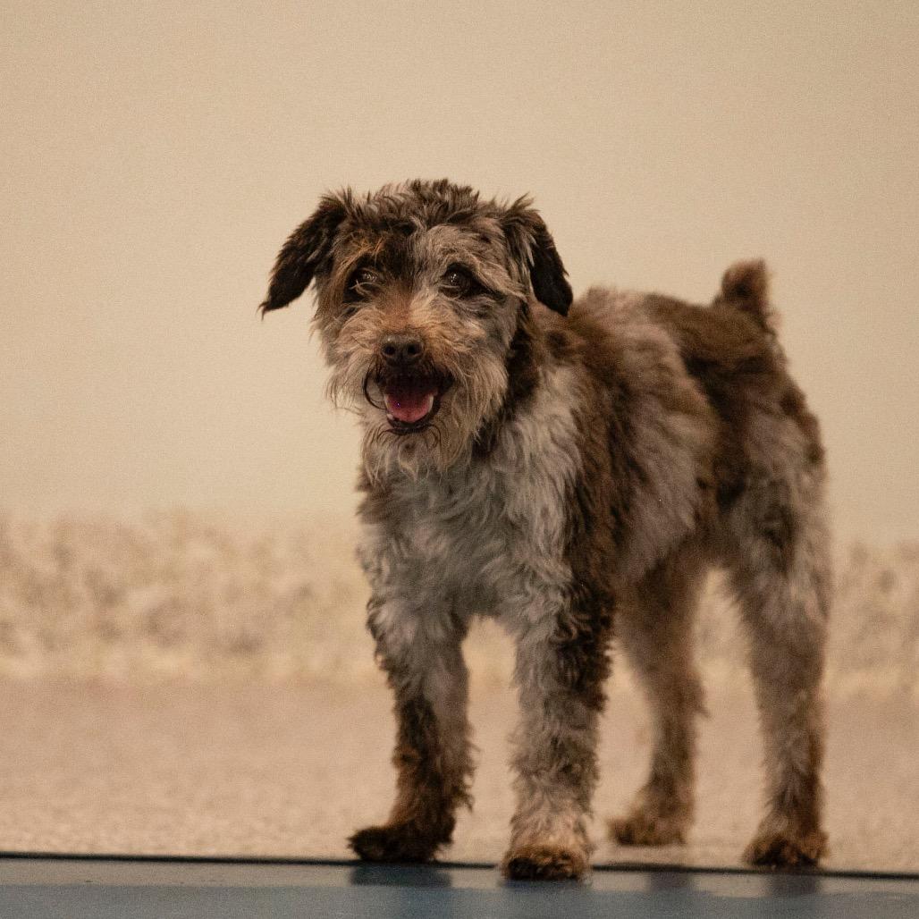 Gus (JN25-410), a Adoptable Schnauzer in Peyton, CO image 1/6
