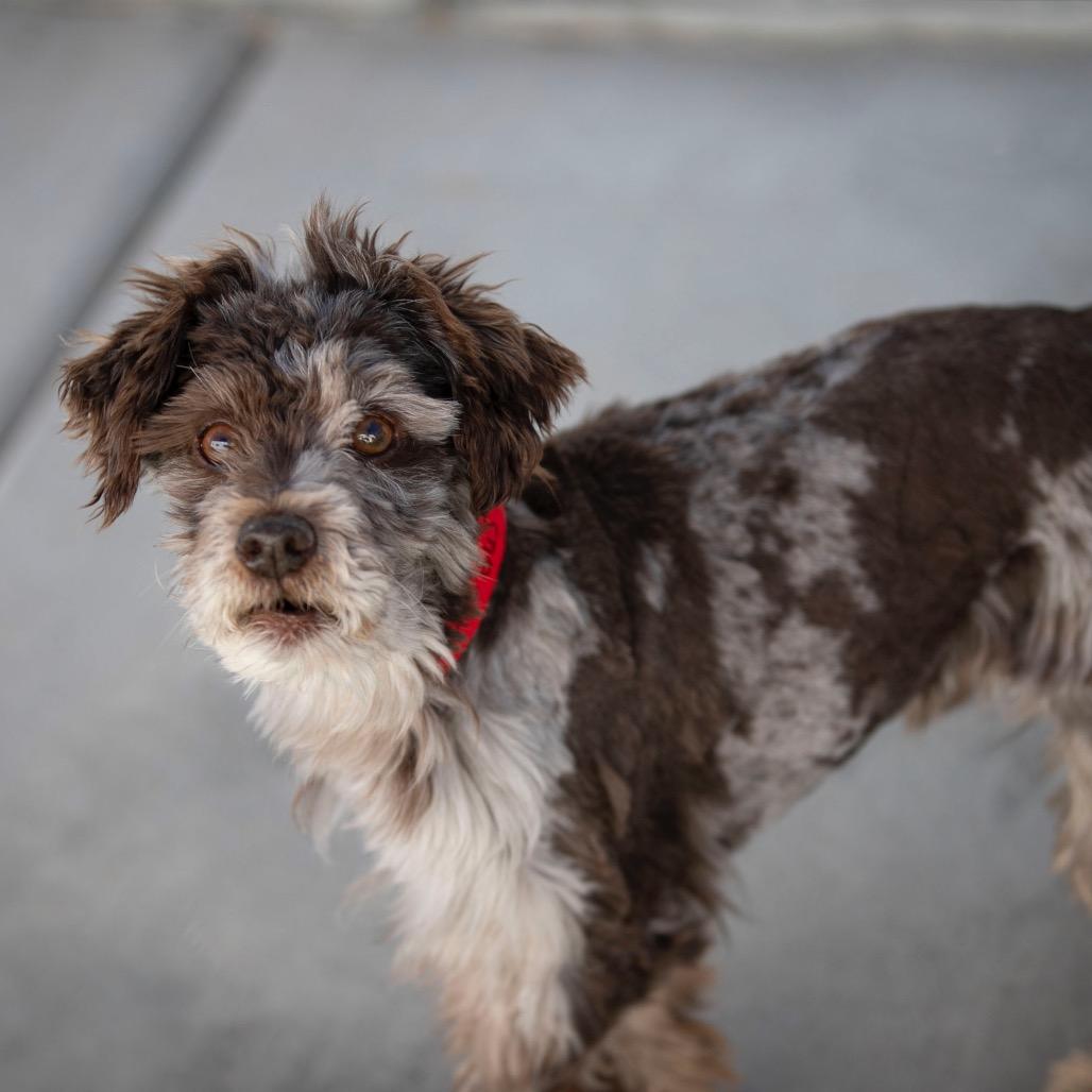 Gus (JN25-410), a Adoptable Schnauzer in Peyton, CO image 2/6