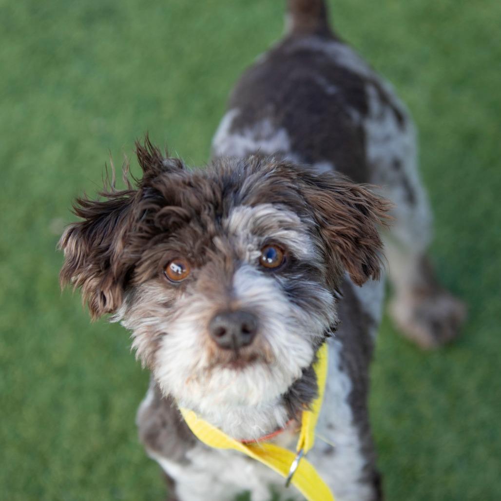 Gus (JN25-410), a Adoptable Schnauzer in Peyton, CO image 3/6