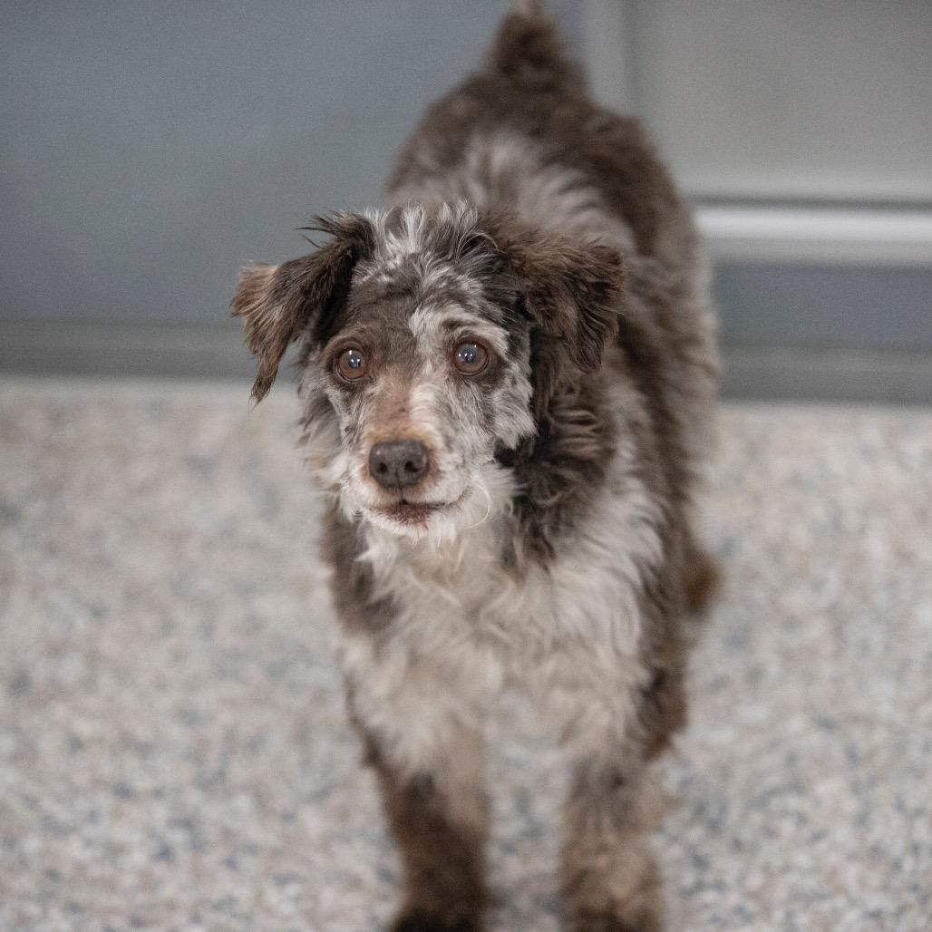 Gus (JN25-410), a Adoptable Schnauzer in Peyton, CO image 4/6